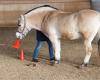Pferdegestütztes Coaching Ausbildung