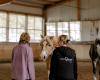 spirituelle Ausbildung coaching Pferde