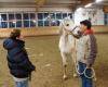 Pferdegestütztes Coaching Ausbildung