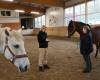 Pferde Coaching Ausbildung